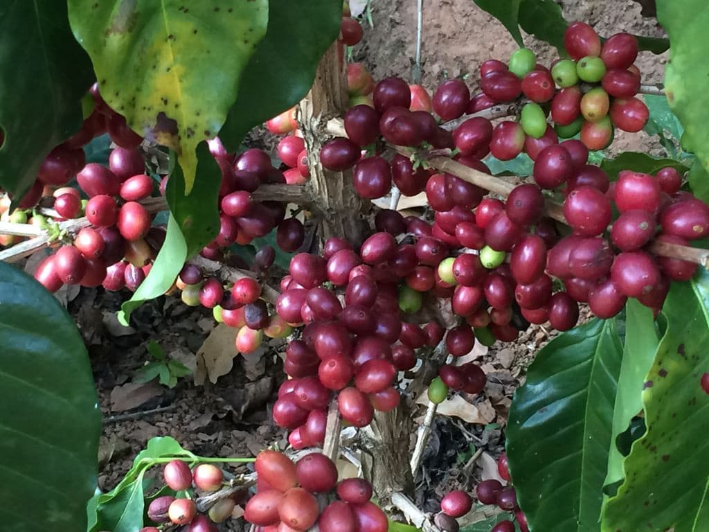 Guatemala Huehuetenango